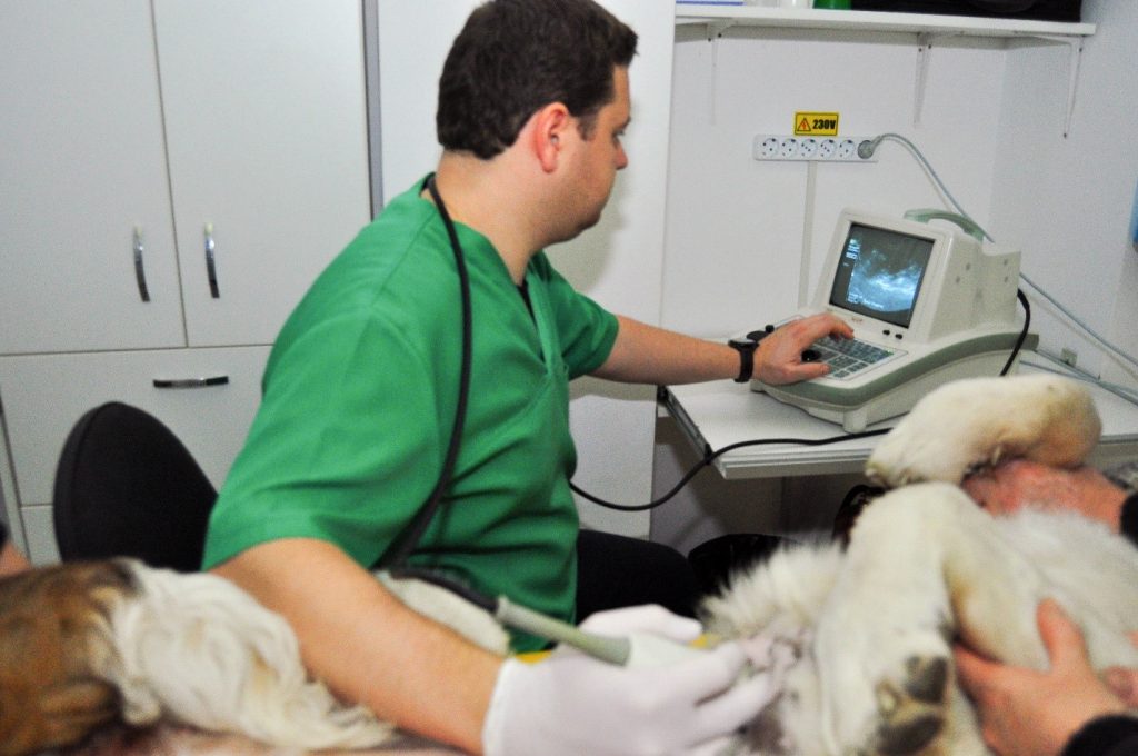 medicină veterinară pentru articulații