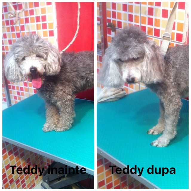 teddy