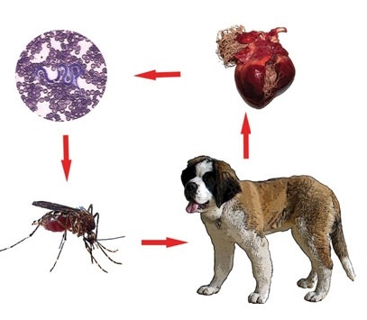 manie de vierme de inimă paraziți ai blastocystis hominis